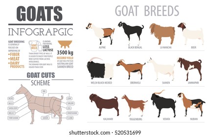 Goat-farming Images, Stock Photos & Vectors | Shutterstock