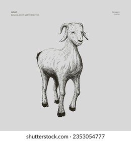 GOAT CAPRA AEGAGRUS HIRCUS VECTOR