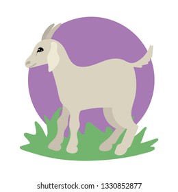 Goat, cattle, pet for a walk, the symbol of the village. Vector Isolated Object