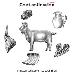 Goat collection hand draw vintage engraving style clip art isolated on white background