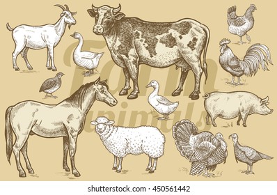 Goat, Cow, Horse, Sheep, Pig, Goose, Quail, Duck, Couple Turkeys, Rooster, Hen. Illustration Of Isolated Farm Animals In The Style Of Vintage Engraving. Vector Set.