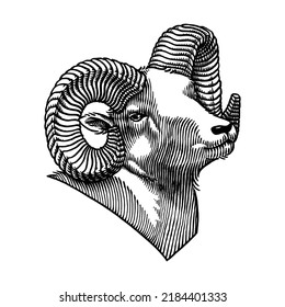 Goat With a Curved Horn, Hand Drawn Animal Illustration