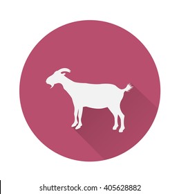 Goat domestic animal long shadow 