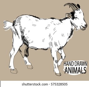 Goat. Drawing By Hand In Vintage Style.