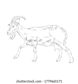 Goat drawing in woodcut style. Engraving of a goat on a white background. Sketch of a goat