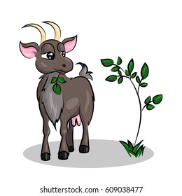 goat eat