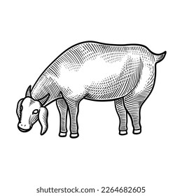 Goat eat grass in a field vector illustration. Sketch Engraving hand drawn style