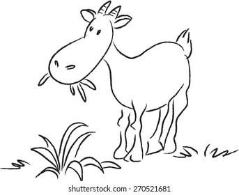 Goat eating grass
