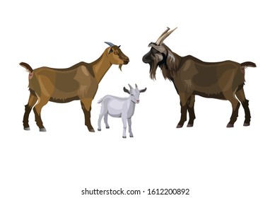 Goat family. Buck, nanny and kid. Vector illustration isolated on white background