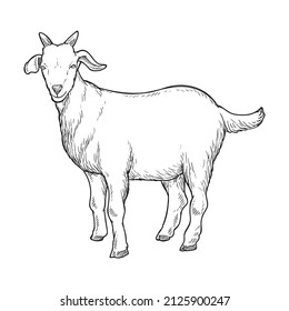 goat farm animal drawing illustration