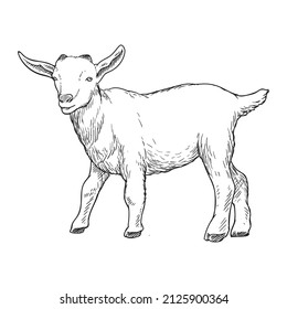 goat farm animal drawing illustration