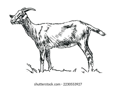 goat - farm animal, hand drawn black and white vector illustration, isolated on white background