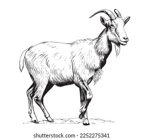 Goat farm animal hand drawn engraving sketch Vector illustration