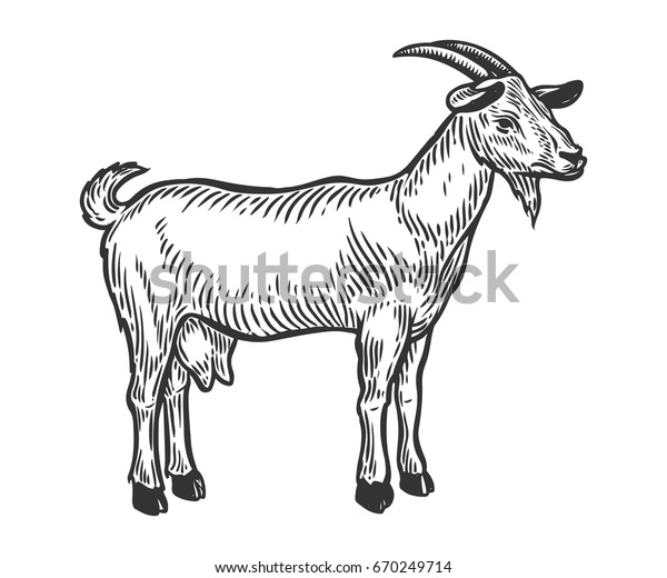 Goat Farm Animal Livestock Hand Drawn Stock Vector (Royalty Free ...