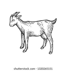 Goat farm animal sketch engraving vector illustration. Scratch board style imitation. Black and white hand drawn image.