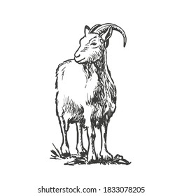 Goat, farm animal. Vector hand drawn sketch style illustration.