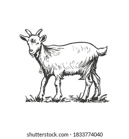 Goat, farm animal. Vector hand drawn sketch style illustration.