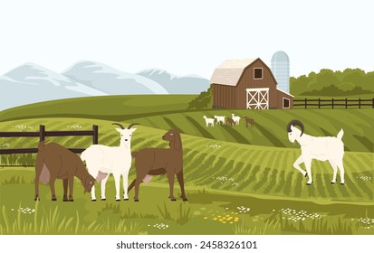 Goat farm. Farm with dairy animals, cottage with baby male and female goats, organic farm for dairy milk production. Vector of agriculture dairy illustration, animal farming