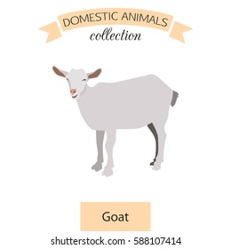 Goat flat icon isolated on white background. Domestic animals collection
