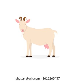 Goat flat vector cartoon illustration isolated white background.
