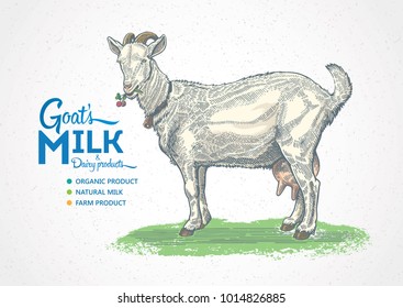 Goat in graphic style. Hand drawn and converted to vector Illustration.