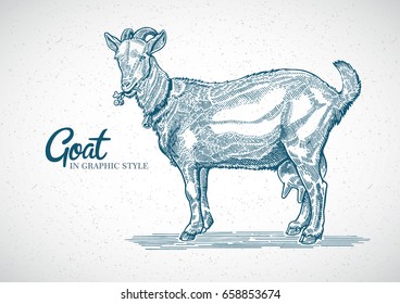 Goat in graphic style. Hand drawn and converted to vector Illustration.