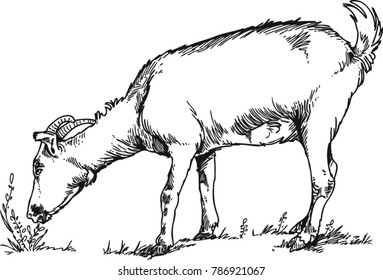 goat grazing grass