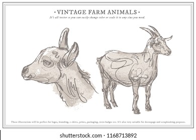 Goat hand draw sketch, vector set
