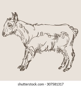goat hand draw sketch, vector