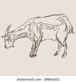 goat hand draw sketch