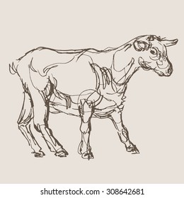 goat hand draw sketch, vector