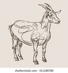 goat hand draw sketch, vector