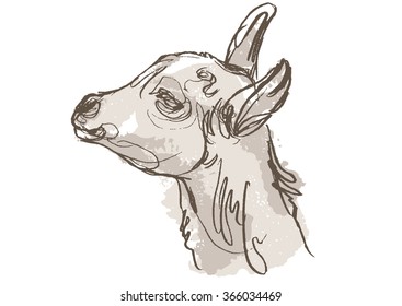 goat hand draw sketch, vector