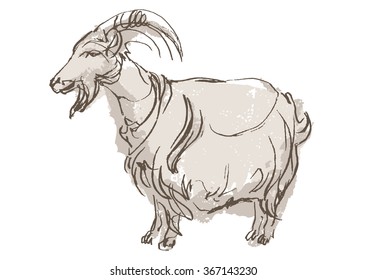 goat hand draw sketch, vector