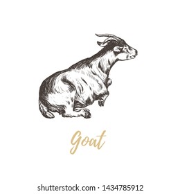 Goat hand drawing. Goat skech. Goat vector