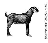 Goat hand drawing vector isolated on white background.