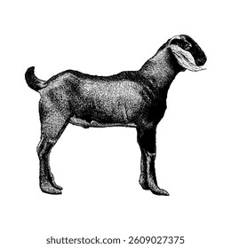 Goat hand drawing vector isolated on white background.