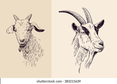  Goat Face Images Stock Photos Vectors Shutterstock