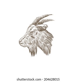 Goat hand drawn isolated on a white backgrounds, vector illustration