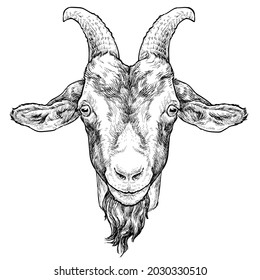 Goat hand drawn portrait. Vector illustration isolated on white