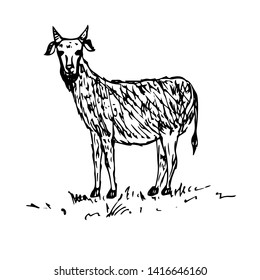 Goat. Hand drawn sketch. Vector illustration.