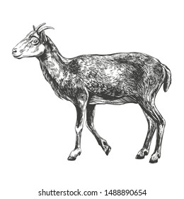 goat hand drawn vector illustration realistic sketch