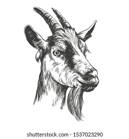 goat hand drawn vector illustration realistic sketch