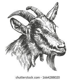 goat hand drawn vector illustration realistic sketch