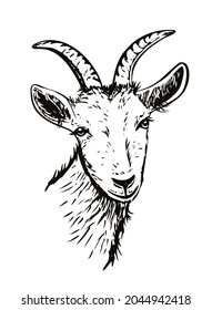 Goat hand drawn vector illustration.