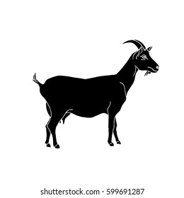 Poster Affiche Bouc Blanc Photo Noir et Blanc Chevre Animal Nature 