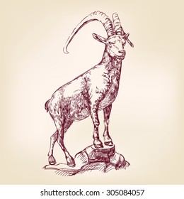 Goat Hand Drawn Vector Llustration Realistic Sketch