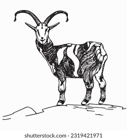 goat handrawn islamic eid al adha