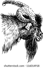 Goat head