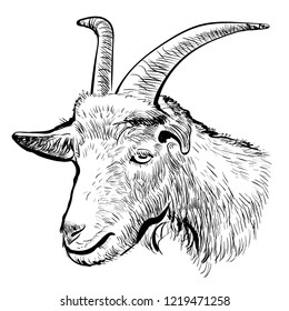 goat, goat head, drawing